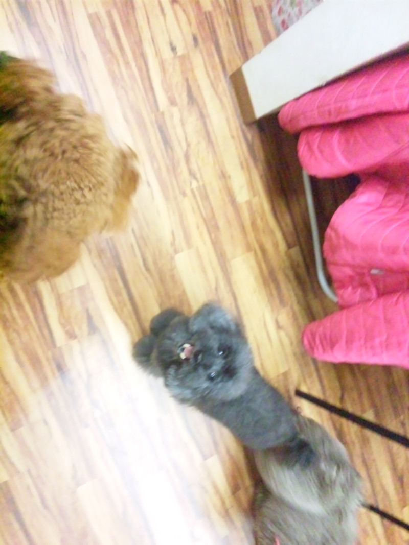 カフェちゃん 山形市 ペットホテル わんニャンシャンプー