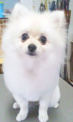 キャリーちゃん 山形市ペットサロン わんニャンシャンプー