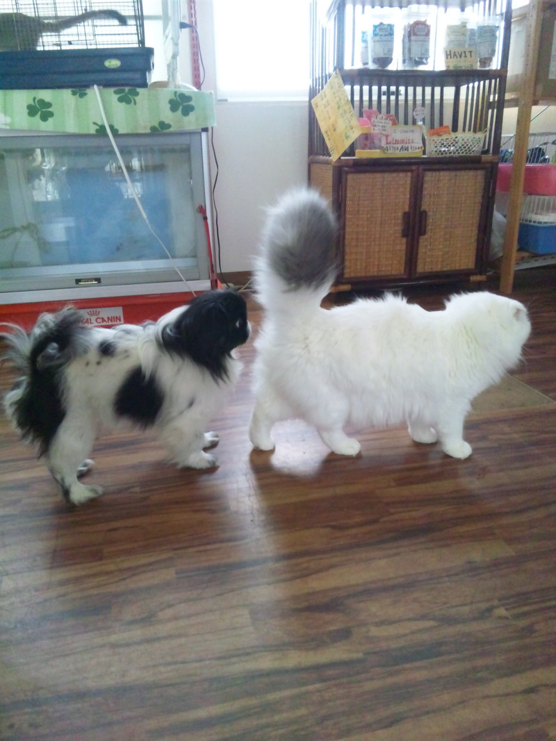 ひなちゃん&小梅ちゃん 山形市 ペットサロン わんニャンシャンプー