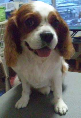 フープちゃん 山形市ペットサロン わんニャンシャンプー