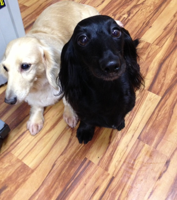 ミルちゃん くーちゃん 山形市ペットホテル わんニャンシャンプー