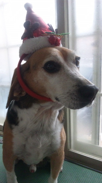 レオちゃん 山形市ペットサロン わんニャンシャンプー