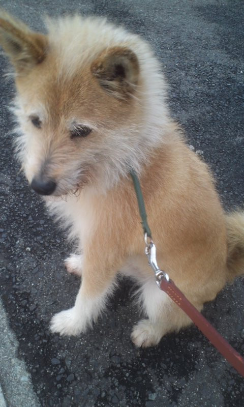 サブちゃん 山形市ペットホテル わんニャンシャンプー