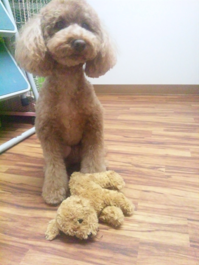 ジミーちゃん レオちゃん きららちゃん 山形市ペットホテル わんニャンシャンプー