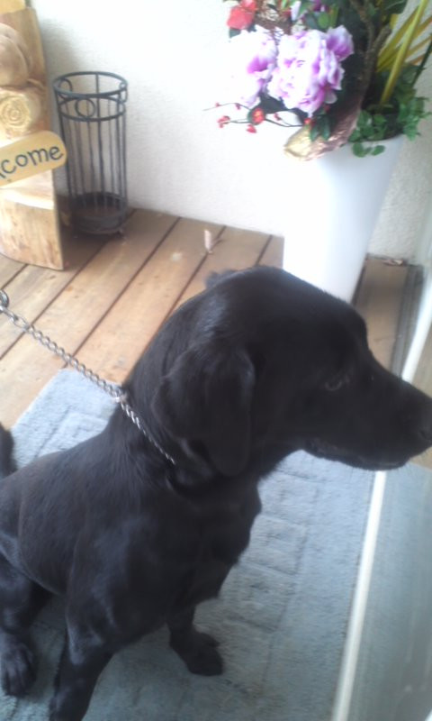 チャンプちゃん 山形市ペットホテル わんニャンシャンプー