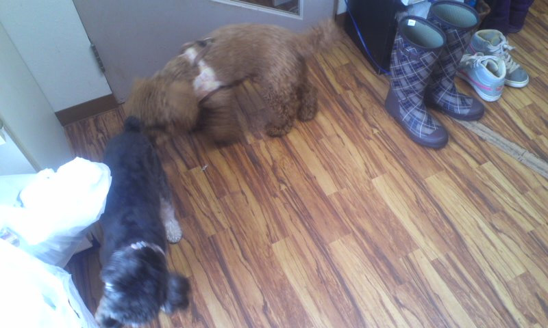 夢々ちゃん マルコちゃん 山形市ペットホテル わんニャンシャンプー