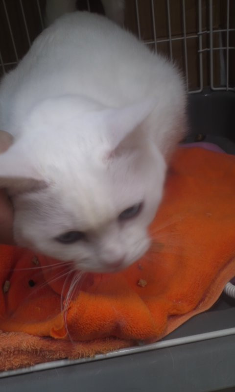 ゆめちゃん 山形市ペットホテル わんニャンシャンプー