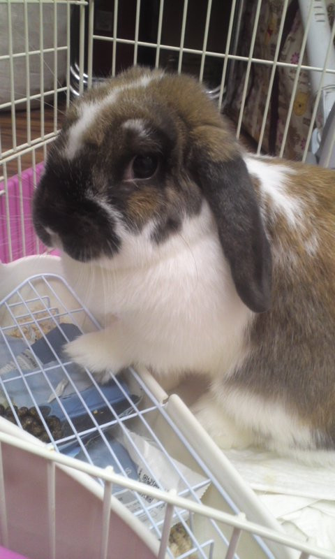 マルメちゃん 山形市ペットホテル わんニャンシャンプー