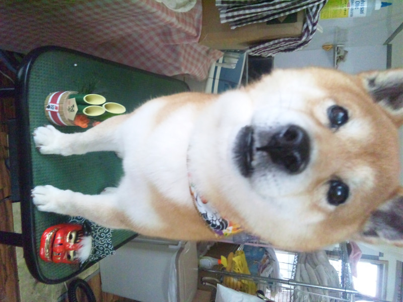 三四郎ちゃん 山形市ペットホテル わんニャンシャンプー