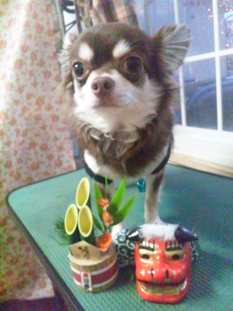 まろんちゃん 山形市ペットホテル わんニャンシャンプー