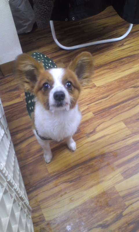 文太ちゃん 山形市ペットホテル わんニャンシャンプー