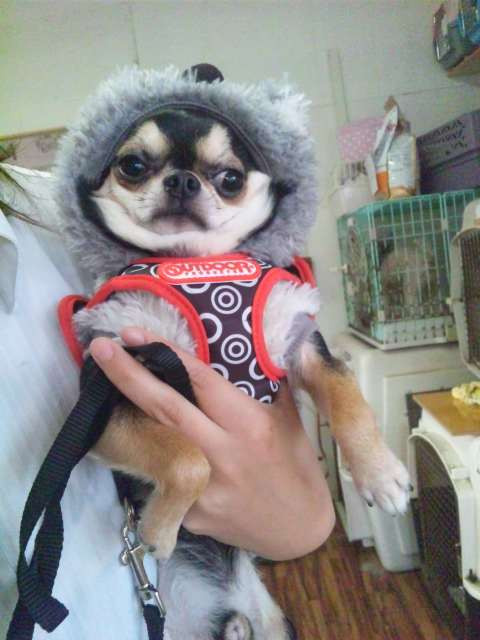 ももちゃん&栗太郎ちゃん&梅吉ちゃん&あぽちゃん 山形市 ペットサロン わんニャンシャンプー