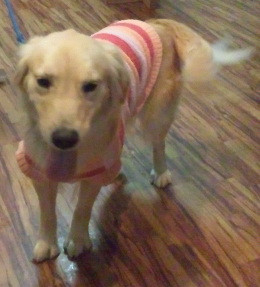 なつちゃん 山形市ペットホテル わんニャンシャンプー