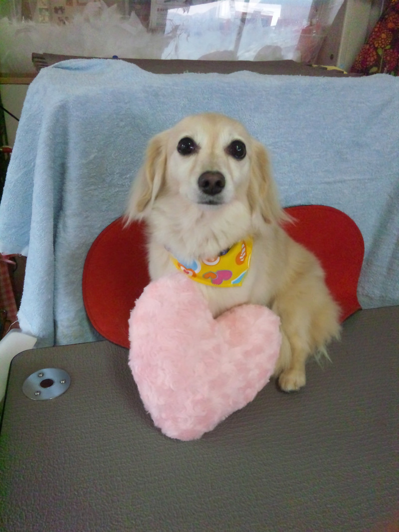 アクアちゃん 山形市 ペットサロン わんニャンシャンプー