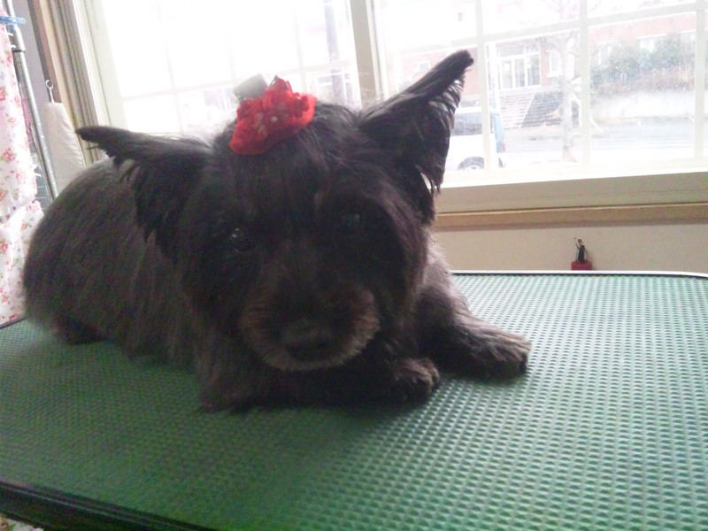 ナナちゃん&モモちゃん 山形市 ペットサロン わんニャンシャンプー