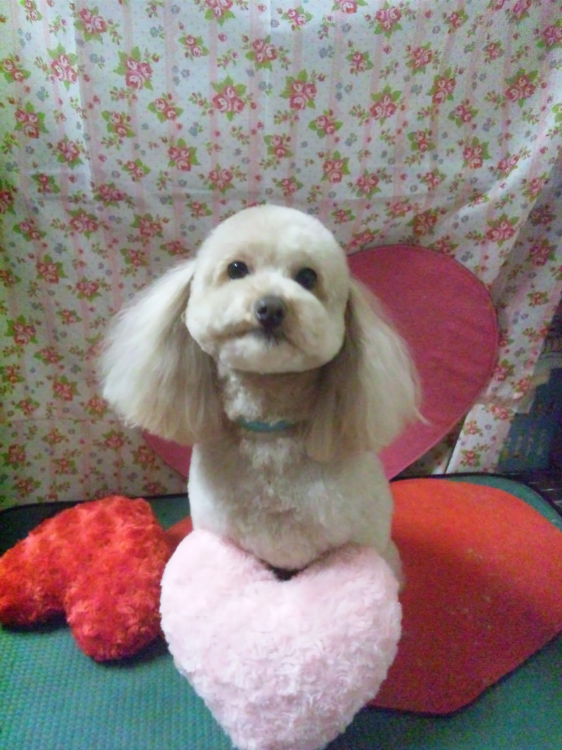 ココアちゃん 山形市 ペットサロン わんニャンシャンプー