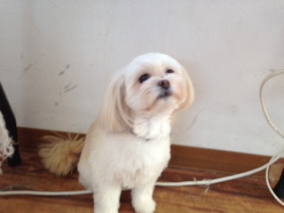 まみちゃん 山形市 ペットホテル わんニャンシャンプー