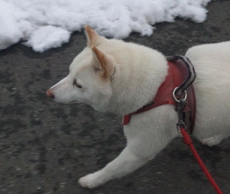 ココちゃん 山形市ペットホテル わんニャンシャンプー