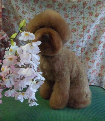 ムックちゃん&ボンゴちゃん 山形市 ペットサロン わんニャンシャンプー