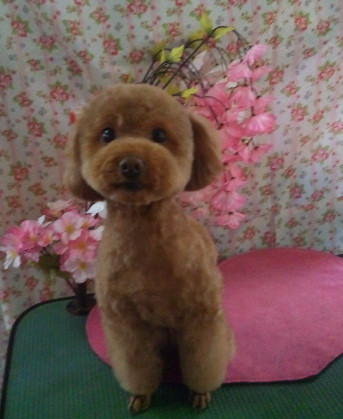 イヴちゃん 山形市ペットサロン わんニャンシャンプー