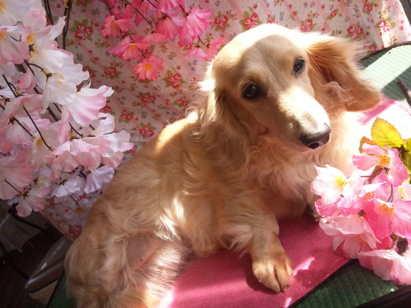 ミルちゃん&クゥちゃん 山形市 ペットサロン わんニャンシャンプー