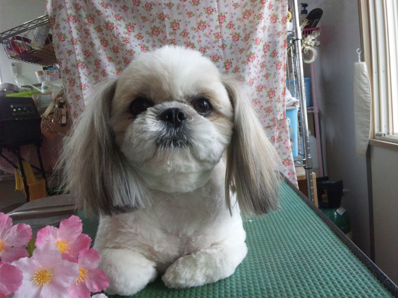 ひかりちゃん 山形市 ペットサロン わんニャンシャンプー