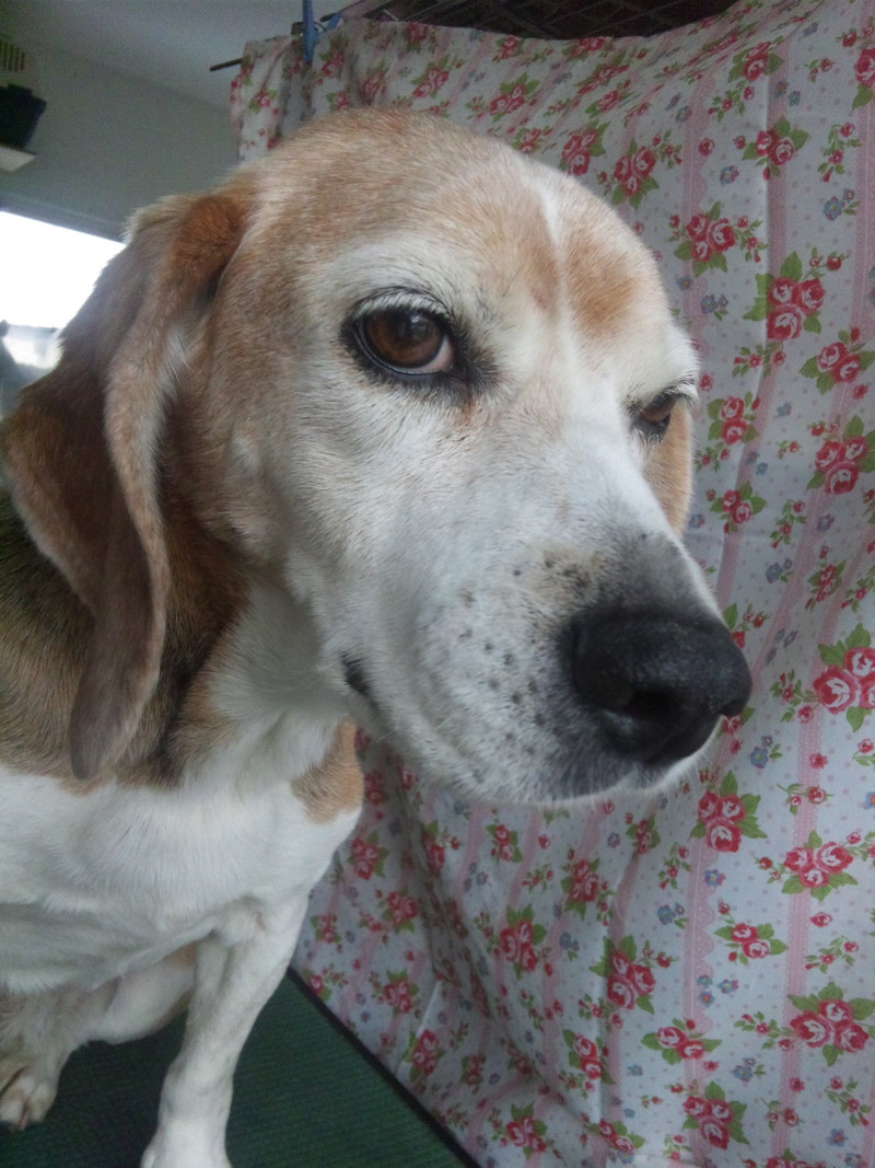 ジャイコちゃん&イモコちゃん 山形市 ペットサロン わんニャンシャンプー