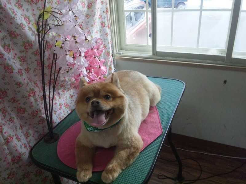 クーちゃん 山形市 ペットサロン わんニャンシャンプー