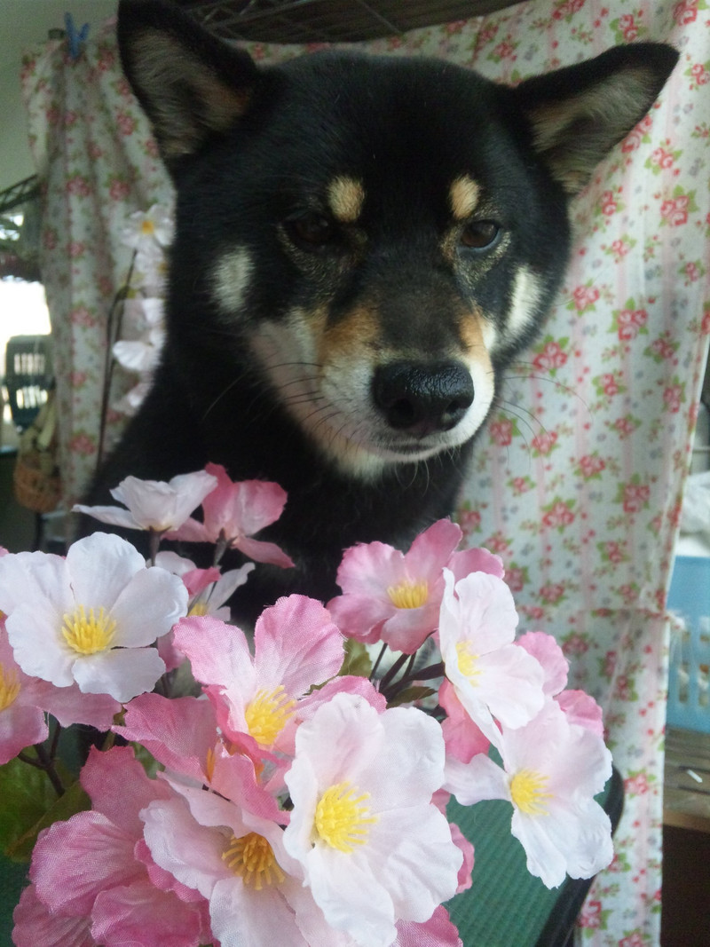 椿ちゃん 山形市 ペットサロン わんニャンシャンプー