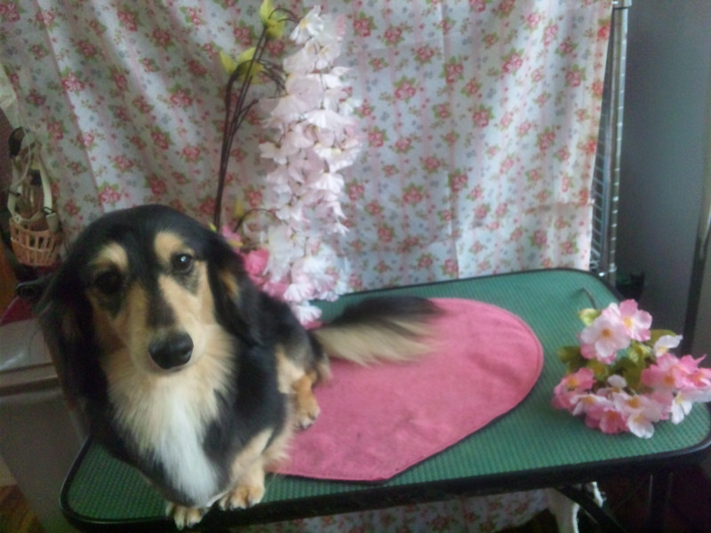 ジュニアちゃん 山形市 ペットサロン わんニャンシャンプー