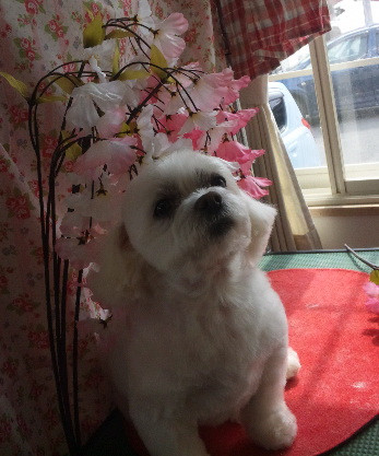 ヴェスタちゃん 山形市 ペットサロン わんニャンシャンプー