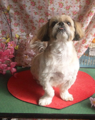 くぅちゃん 山形市 ペットサロン わんニャンシャンプー