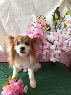 モコちゃん 山形市 ペットサロン わんニャンシャンプー