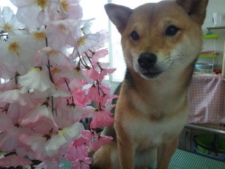 茶々丸ちゃん 山形市ペットサロン わんニャンシャンプー