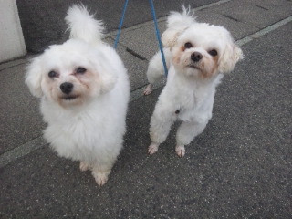 里親募集 まるちゃん みるくちゃん 山形市ペットサロン わんニャンシャンプー