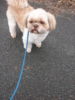 レオちゃん 山形市 ペットホテル わんニャンシャンプー