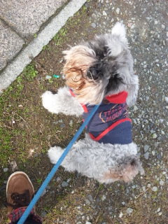 シュシュちゃん 山形市 ペットホテル わんニャンシャンプー