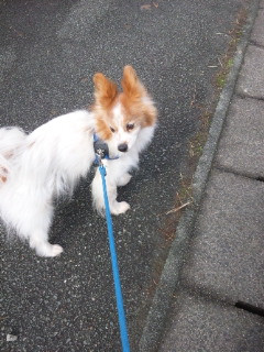 ピュアちゃん 山形市 ペットホテル わんニャンシャンプー