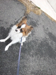 パポちゃん 山形市 ペットホテル わんニャンシャンプー