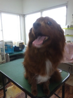 キングちゃん 山形市 ペットサロン わんニャンシャンプー