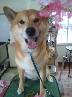 コロンブスちゃん 山形市 ペットサロン わんニャンシャンプー