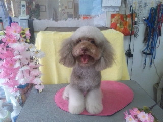 チェリーちゃん 山形市 ペットサロン わんニャンシャンプー