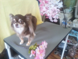 あんずちゃん 山形市 ペットサロン わんニャンシャンプー