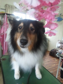 シフォンちゃん 山形市 ペットサロン わんニャンシャンプー