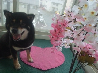 まいちゃん 山形市 ペットサロン わんニャンシャンプー