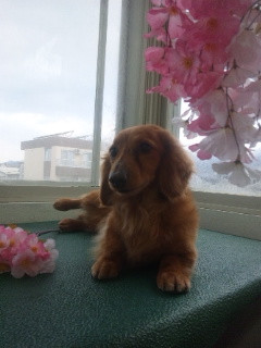 たらちゃん&うぶちゃん 山形市 ペットサロン わんニャンシャンプー