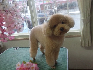 ティムちゃん 山形市 ペットサロン わんニャンシャンプー