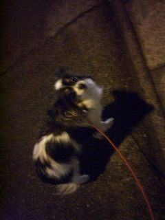 アニーちゃん 山形市 ペットホテル わんニャンシャンプー