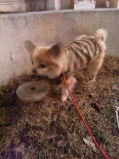 チョコちゃん 山形市 ペットサロン わんニャンシャンプー