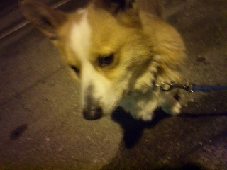 ロビーちゃん 山形市 ペットホテル わんニャンシャンプー